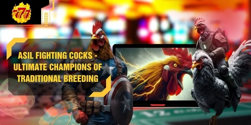Asil Fighting Cocks - Champions Of Traditional Breeding