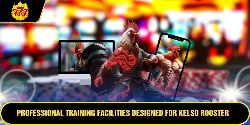 Professional training facilities designed for Kelso rooster development